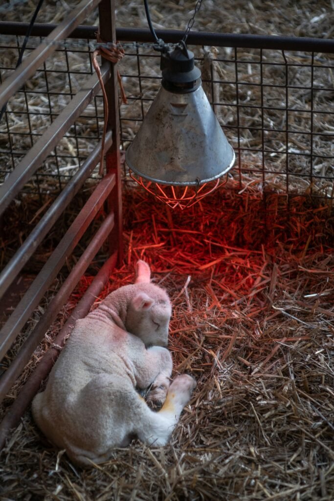 Maximizing Indoor Barn Lighting Efficiency